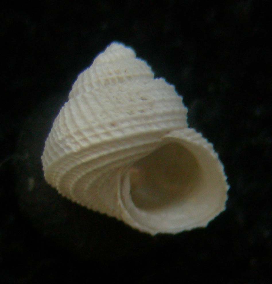 putzeysia wiseri